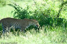 leopard (30 von 60).jpg